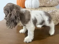AKC Willow, a female Cocker Spaniel for sale in Athens, WI – 9 of 10