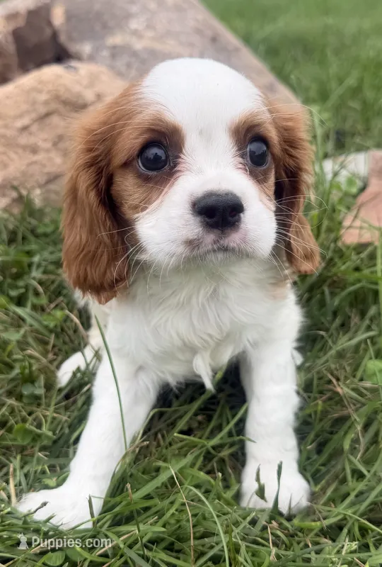 Lewis – Cavalier King Charles Spaniel puppy for sale in Athens, WI