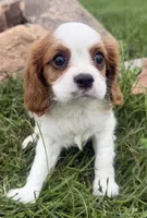 Lewis, a male Cavalier King Charles Spaniel for sale in Athens, WI – 1 of 10
