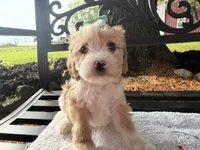 Ember , a female Cavapoo for sale in Athens, WI – 7 of 10