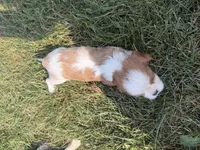 AKC Dolly, a female Cavalier King Charles Spaniel for sale in Athens, WI – 8 of 8