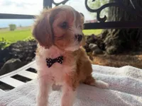Ernie, a male Cavapoo for sale in Athens, WI – 4 of 10