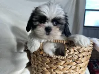 Steven, a male Shih Tzu for sale in Athens, WI – Photo 1 of 10