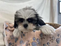 Steven, a male Shih Tzu for sale in Athens, WI – Photo 8 of 10