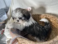 Steven, a male Shih Tzu for sale in Athens, WI – Photo 3 of 10