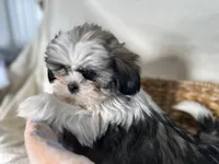 Steven, a male Shih Tzu for sale in Athens, WI – Photo 2 of 10
