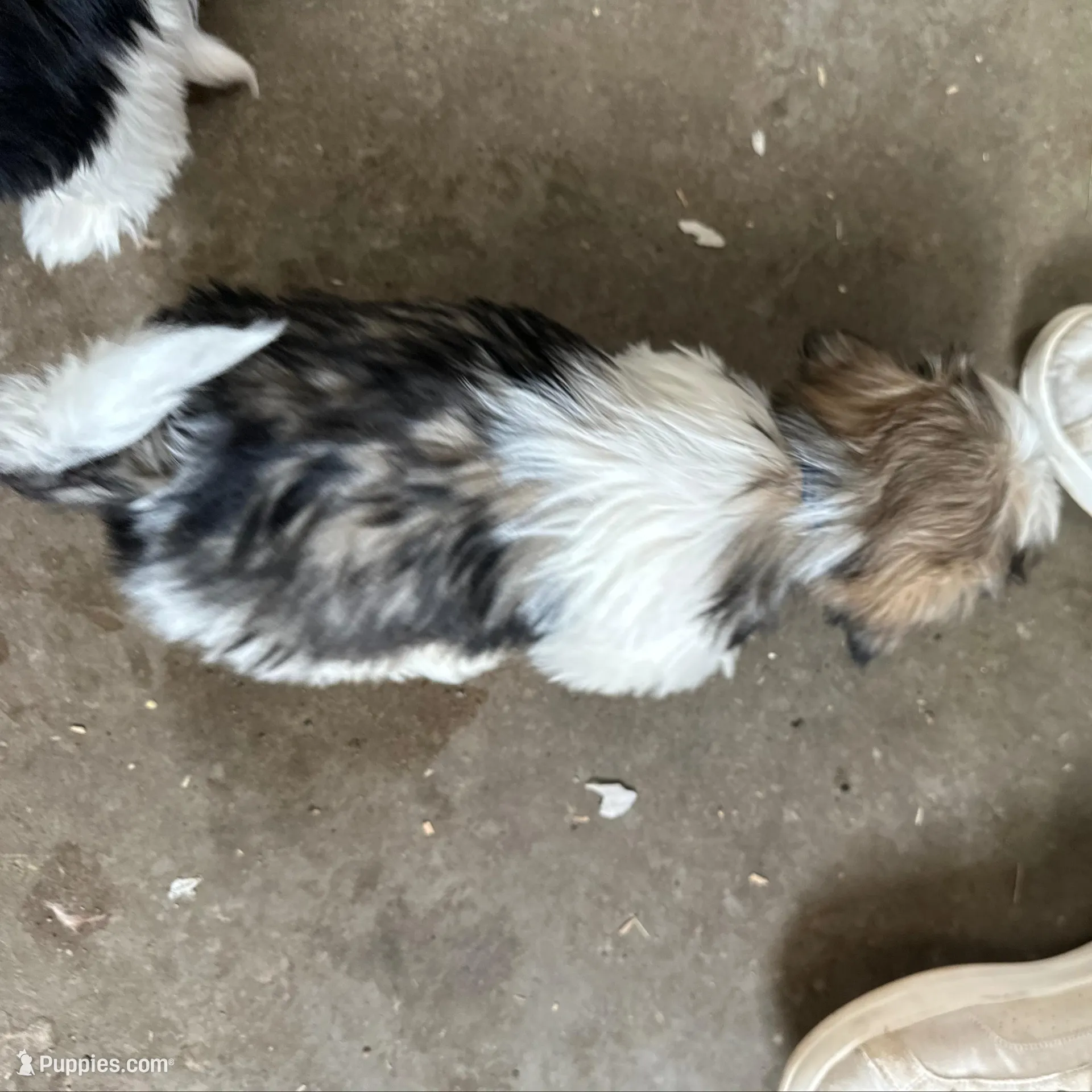 Steven, a male Shih Tzu for sale in Athens, WI – Photo 5 of 10