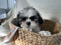 Steven, a male Shih Tzu for sale in Athens, WI – Photo 9 of 10