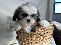 Steven, a male Shih Tzu for sale in Athens, WI – Photo 4 of 10