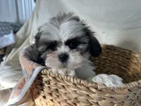 Steven, a male Shih Tzu for sale in Athens, WI – Photo 7 of 10