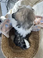 Steven, a male Shih Tzu for sale in Athens, WI – Photo 10 of 10