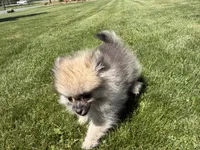 Buddy, a male Pomeranian for sale in Athens, WI – 6 of 10
