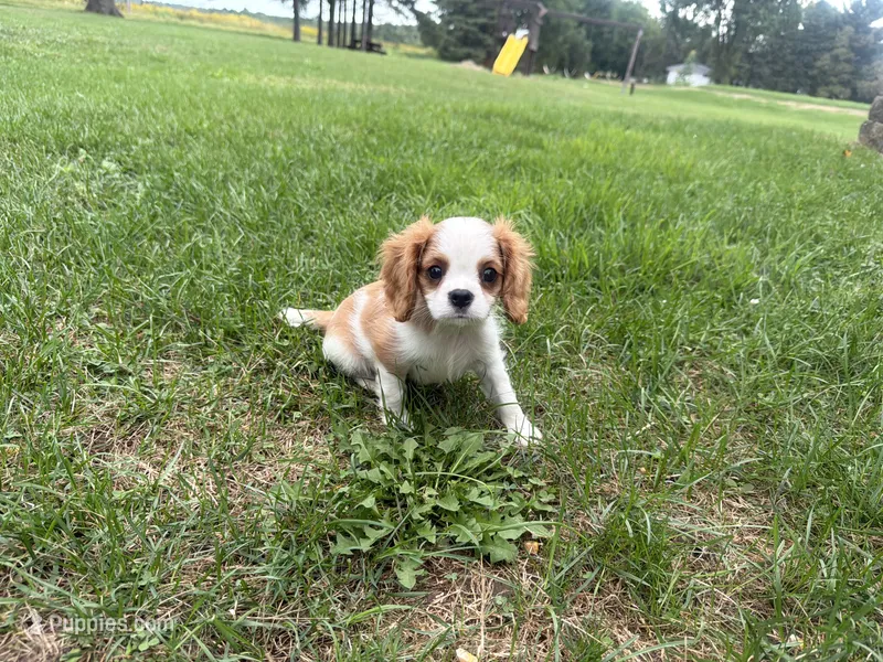 AKC Donald  – Cavalier King Charles Spaniel puppy for sale in Athens, WI