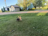 Buzz, a male Morkie for sale in Athens, WI – 9 of 10