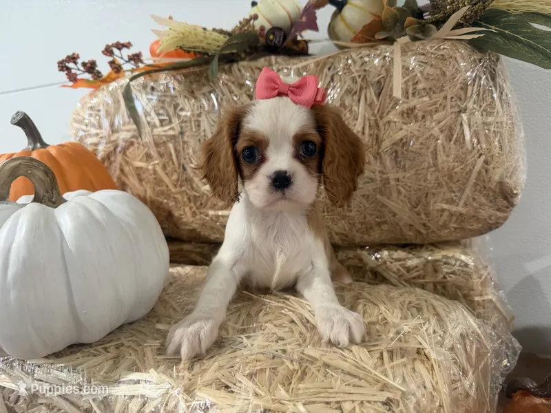 Carmen – Cavalier King Charles Spaniel puppy for sale in Athens, WI