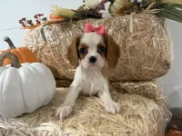 Carmen, a female Cavalier King Charles Spaniel for sale in Athens, WI – 1 of 10