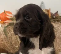 AKC Walker, a male Cocker Spaniel for sale in Athens, WI – 2 of 10