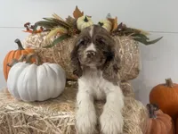 AKC Willow, a female Cocker Spaniel for sale in Athens, WI – 3 of 10