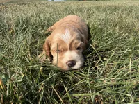 Holly, a female Cocker Spaniel for sale in Athens, WI – 4 of 10