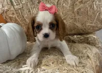 Carmen, a female Cavalier King Charles Spaniel for sale in Athens, WI – 5 of 10