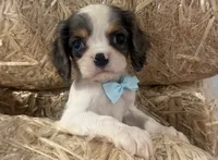 Carter, a male Cavalier King Charles Spaniel for sale in Athens, WI – 4 of 10