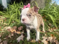 Patty, a female Boston Terrier for sale in Athens, WI – 8 of 10