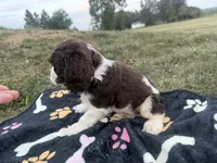 AKC Martin, a male Cocker Spaniel for sale in Athens, WI – 9 of 9