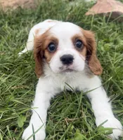 Lewis, a male Cavalier King Charles Spaniel for sale in Athens, WI – 8 of 10