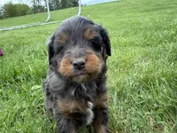 Dewey, a male Miniature Bernedoodle for sale in Athens, WI – 3 of 10