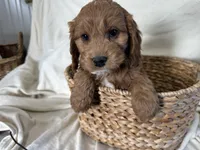 Conrad, a male Cockapoo for sale in Athens, WI – Photo 7 of 10