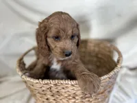Conrad, a male Cockapoo for sale in Athens, WI – Photo 2 of 10