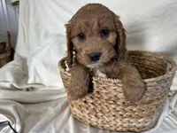 Conrad, a male Cockapoo for sale in Athens, WI – Photo 6 of 10