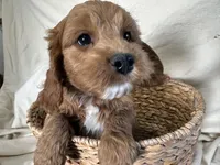 Conrad, a male Cockapoo for sale in Athens, WI – Photo 9 of 10