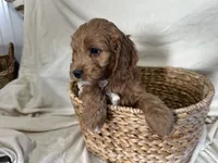 Conrad, a male Cockapoo for sale in Athens, WI – Photo 8 of 10