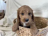Conrad, a male Cockapoo for sale in Athens, WI – Photo 5 of 10