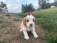 Annie, a female Cavapoo for sale in Athens, WI – 8 of 10