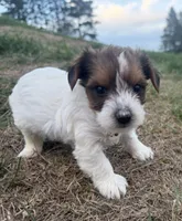 Trevor, a male Yorkshire Terrier for sale in Athens, WI – 8 of 10