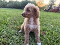 Carly, a female Miniature Goldendoodle for sale in Athens, WI – 5 of 10