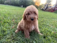 Carlos, a male Miniature Goldendoodle for sale in Athens, WI – 2 of 10