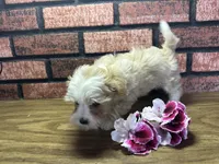 Zoey, a female Maltipoo for sale in Athens, WI – Photo 8 of 10