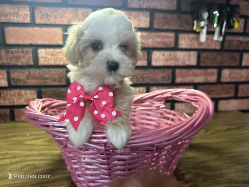 Zoey – Maltipoo puppy for sale in Athens, WI