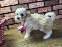 Zoey, a female Maltipoo for sale in Athens, WI – Photo 2 of 10