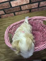 Zoey, a female Maltipoo for sale in Athens, WI – Photo 5 of 10