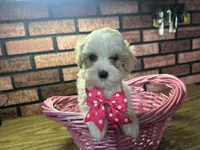 Zoey, a female Maltipoo for sale in Athens, WI – Photo 4 of 10