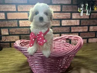 Zoey, a female Maltipoo for sale in Athens, WI – Photo 3 of 10