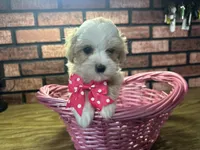 Zoey, a female Maltipoo for sale in Athens, WI – Photo 9 of 10