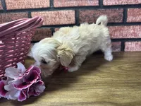 Zoey, a female Maltipoo for sale in Athens, WI – Photo 6 of 10