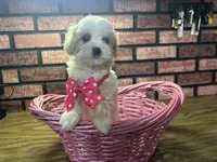 Zoey, a female Maltipoo for sale in Athens, WI – Photo 10 of 10