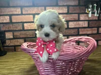 Zoey, a female Maltipoo for sale in Athens, WI – Photo 7 of 10