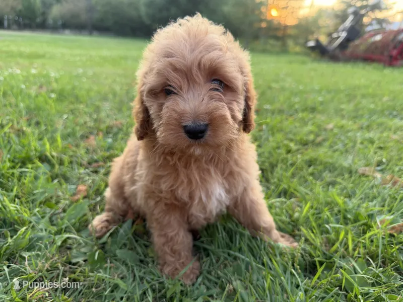 Carlos – Miniature Goldendoodle puppy for sale in Athens, WI